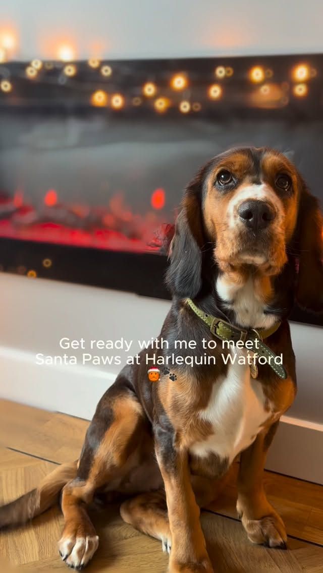 Santa Paws is coming to Harlequin!🎅🐾Join us for festive meet-and-greet and FREE professional printed photo with Santa Claus, perfect for you and your furry friend! 🐶❤To celebrate Harlequin becoming a dog-friendly centre, we’re offering a free professional photo for one day only, capturing your dogs special visit with Santa. ✨Our Santa Paws festive pup-up takes place on Saturday 22nd November where you can grab a Christmas-themed accessory from the dress up box, sit next to Santa on our Christmas bench and leave with your special keepsake printed photo. 🎄Date: Saturday 22nd NovemberTime: 11pm – 3pmLocation: Upper Mall by DunelmNo booking needed—just drop in and enjoy some festive paw-sitivity!Expect queues during busy times, but we promise it’s worth the wait! 🤗(The event queue will close once the event has reached capacity)